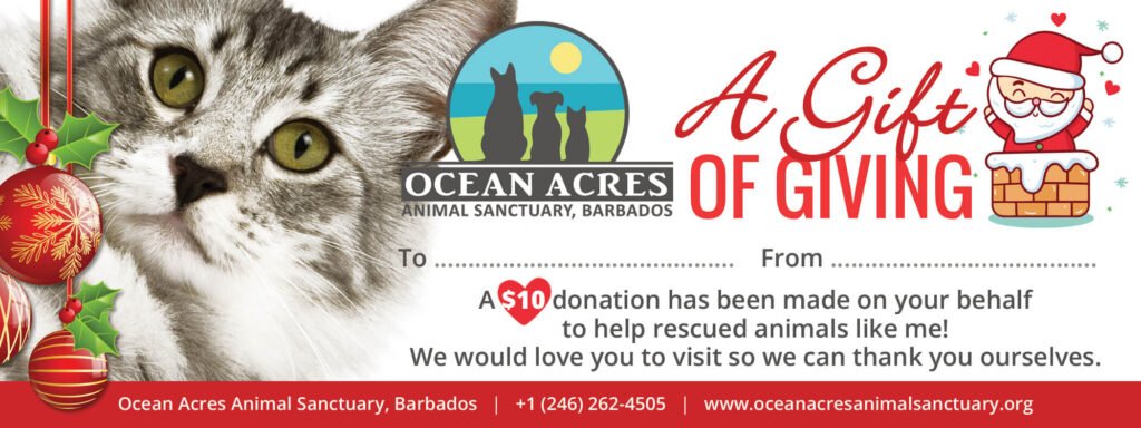 Ocean Acres Christmas Gift Voucher - Rescue Cat