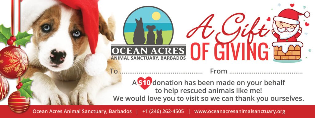 Ocean Acres Christmas Gift Voucher - Rescue Puppy