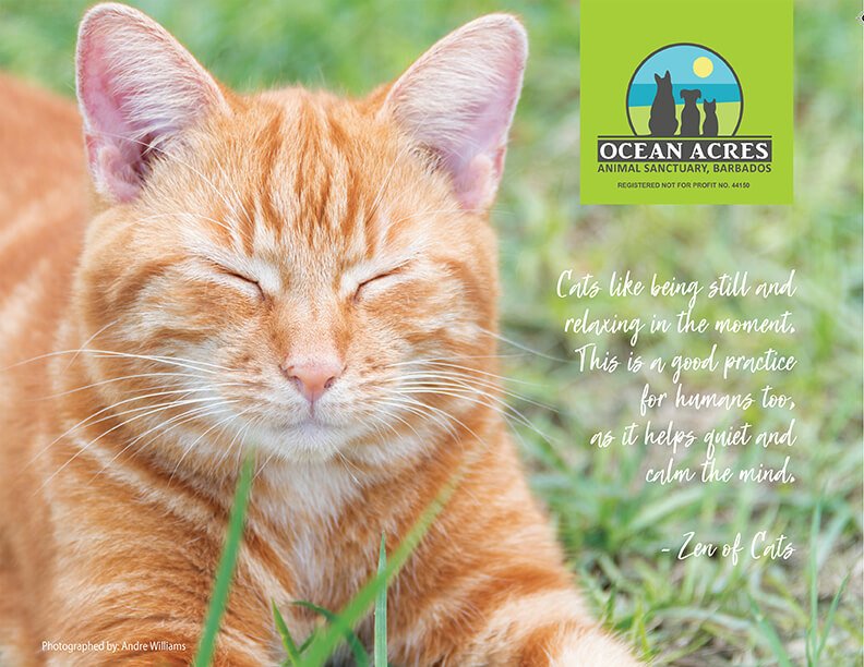 2021 Ocean Acres Cat Calendar