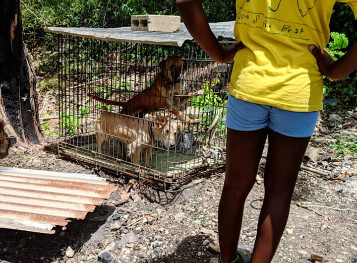 animal welfare Barbados