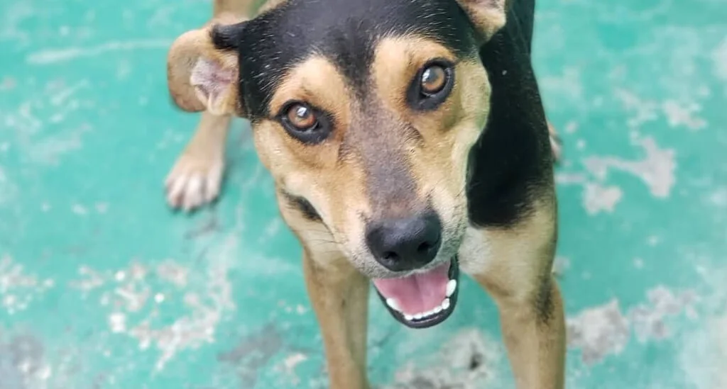 adopt a dog, Barbados animal rescue