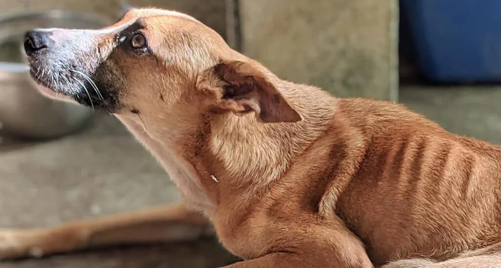 support animal rescue Barbados