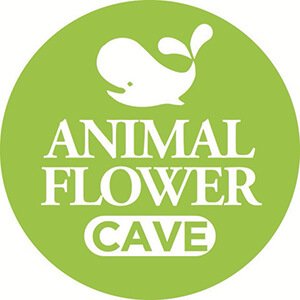 Animal Flower Cave Barbados